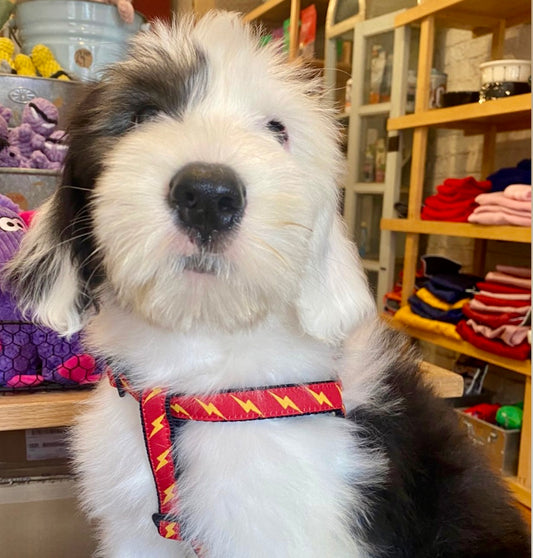 Stylish Dog Accessories: Elevate Your Pup's Wardrobe