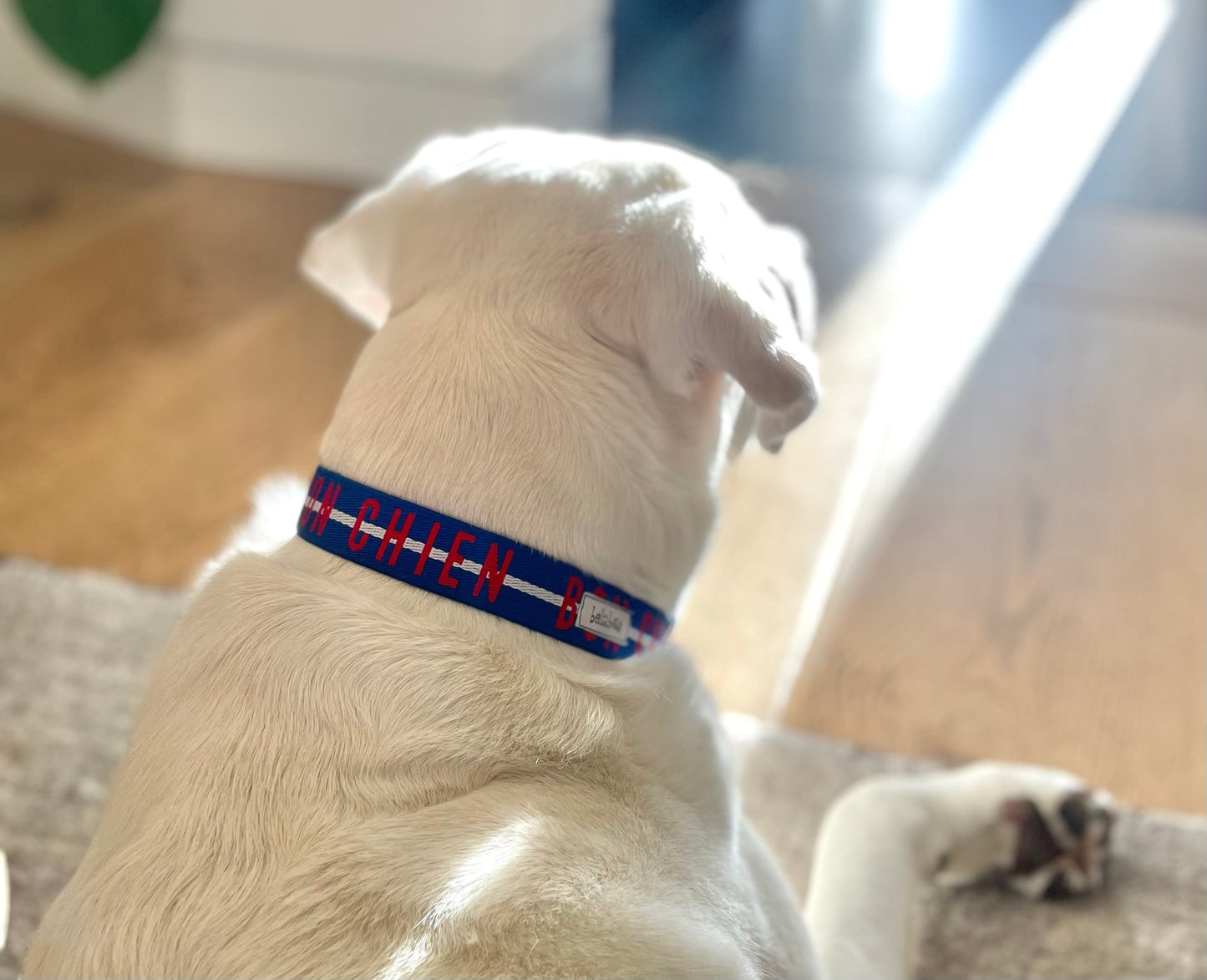 Bon Chien Webbing Collar & Lead