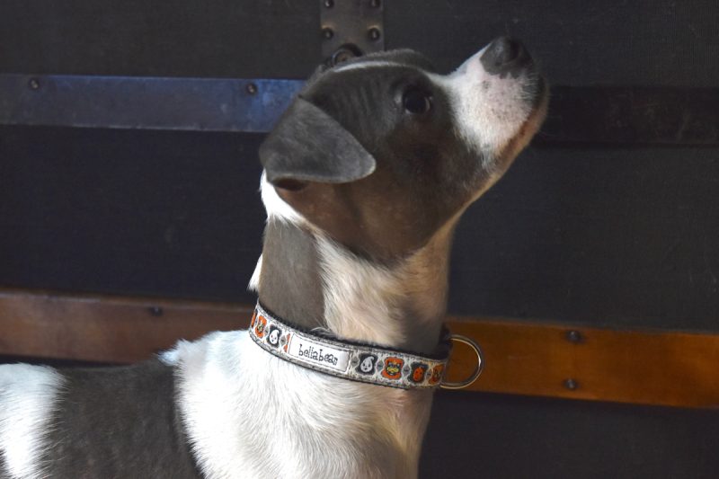 Ghostly Spooky Season Collar &amp; Lead (1 inch and 3/4 width)