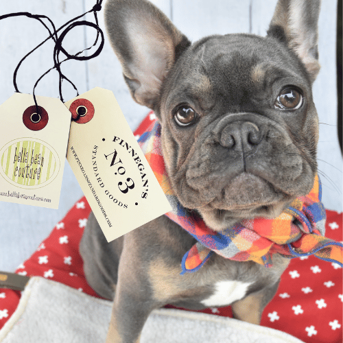 Collections Bella Bean Couture