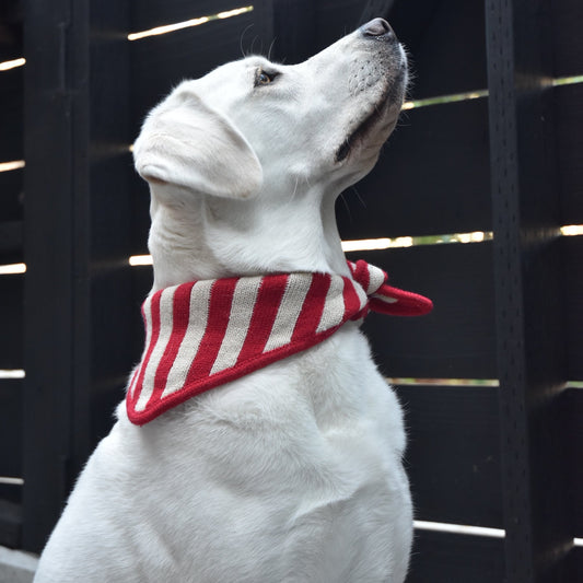 White dog wearing a red and white striped bandana on a black background