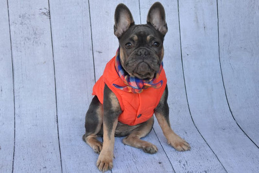 Orange Baxter Bandana Puffer Jacket